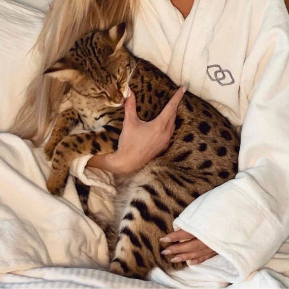 COPY - Cohosting EVERYTHING PETS Posh Party - 11/30 at 6:00 CST Sign up for a h… - Picture 6 of 11
